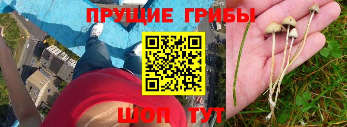 Галлюциногенные грибы Psilocybine cubensis  Галлюциногенные грибы мухоморы  Кудымкар  Вход с VPN 
